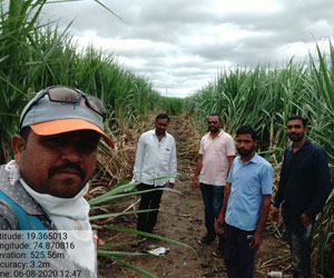 dripindia